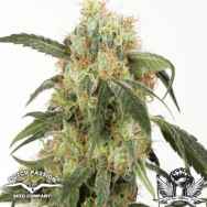 Dutch Passion Seeds Pamir Gold